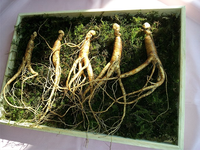 Ginseng: tot ce trebuie să știi despre această plantă minune: beneficii, proprietăți și modalități de administrare