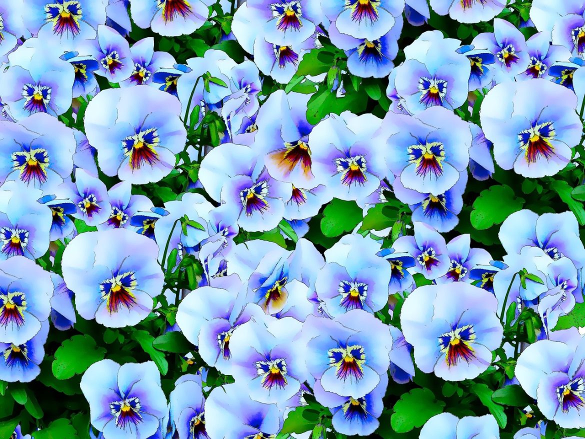 Panseluțe: cum se combină culorile în plantări noi