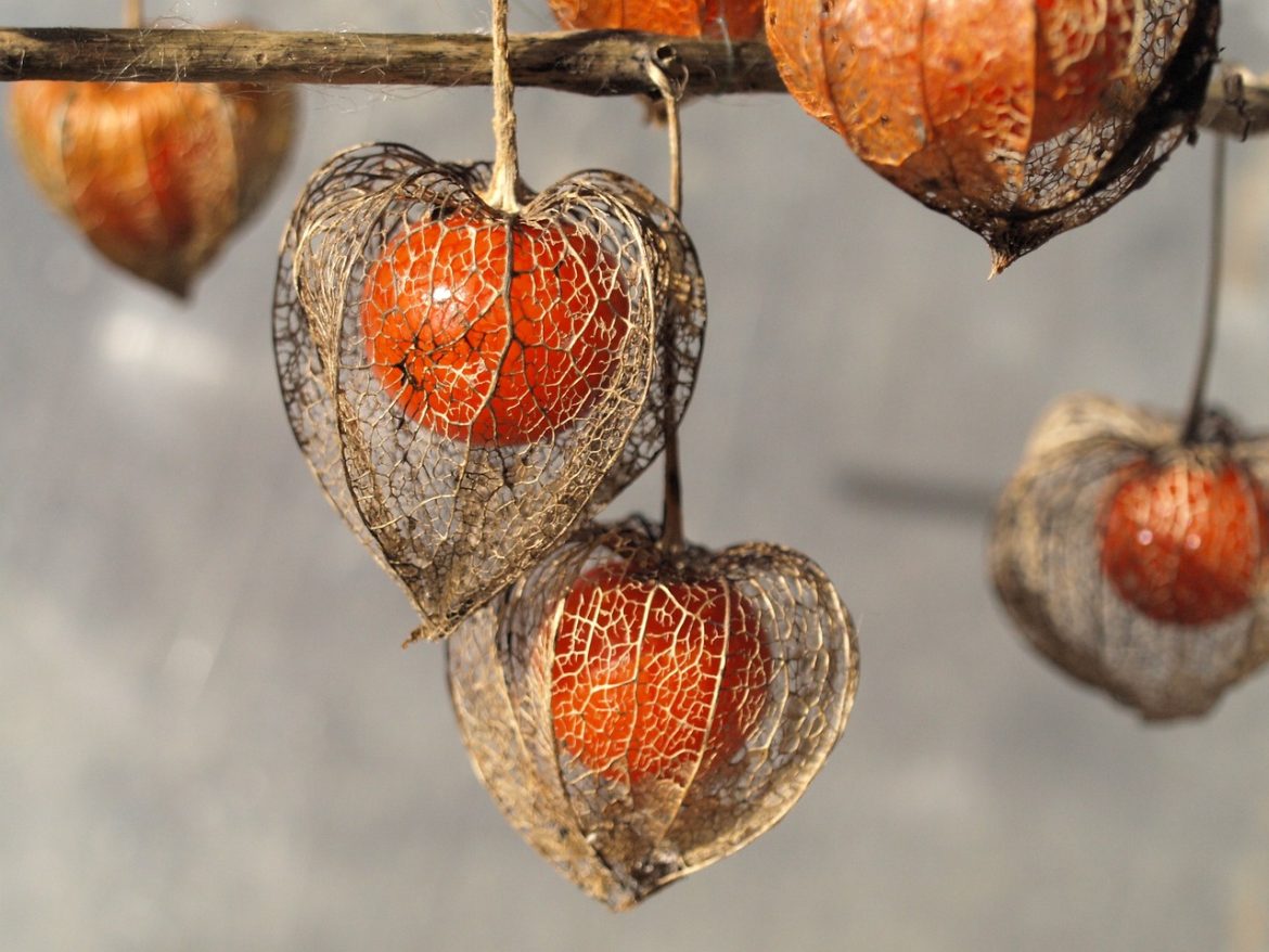 Cum se consumă physalis