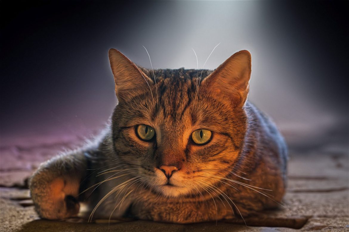 Curiozități despre animale domestice pe care puțini le cunosc